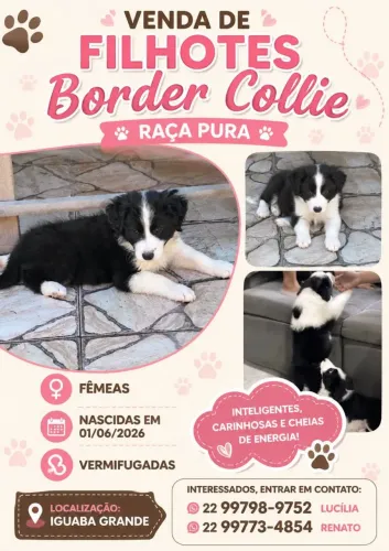 Vendo filhotes de borden colley com2 meses vacinados e vermifugados