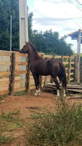 Vendo esses cavalos urgente