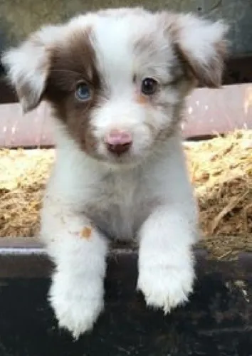 Filhotes De Border Collie - Um Parceiro Para Sua Vida