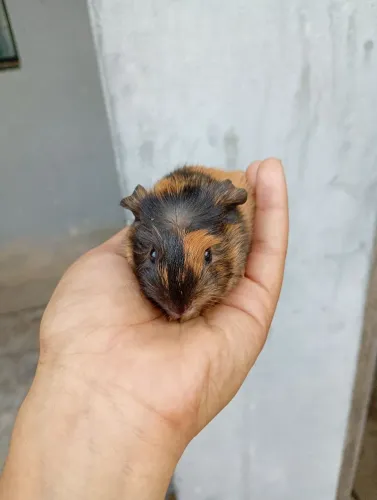 PORQUINHO DA INDIA RAÇA COROADO