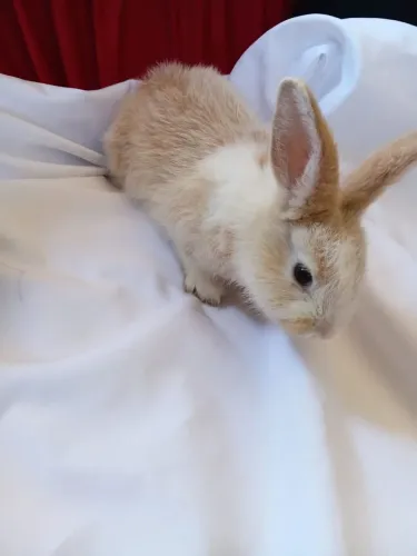 Coelhos