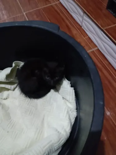 Doa se um gatinho