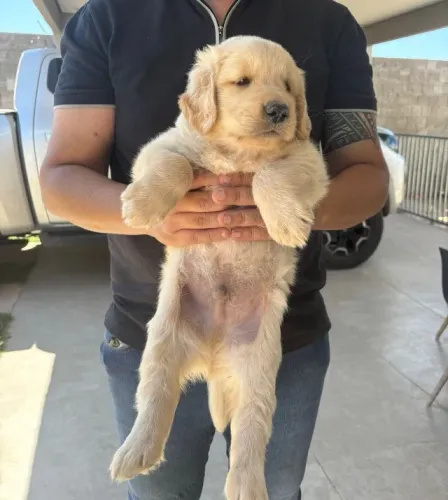 Filhote de Golden Retriver