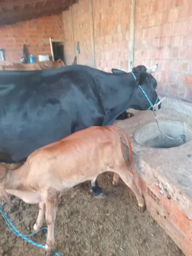 Vendo essa vaca