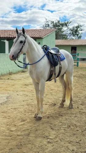CAVALO MANGALARGA 06 ANOS