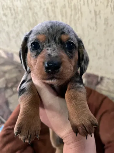 Daschshund com pedigree 