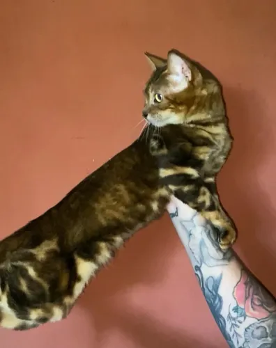 Gato Bengal