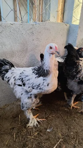 Frangos Brahma