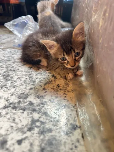 Gatinhos para doação 