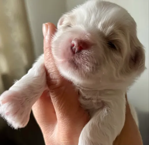 Shih Tzu