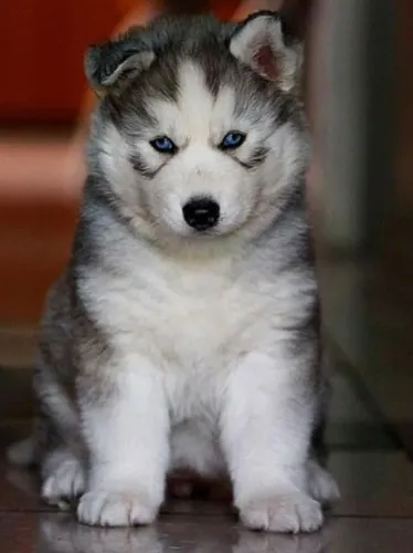 Filhotes Husky Siberiano com olhos azuis e temperamento ativo