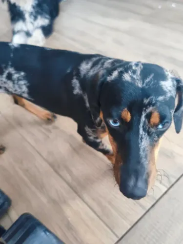 Cofap(Dachshund) com Pinscher