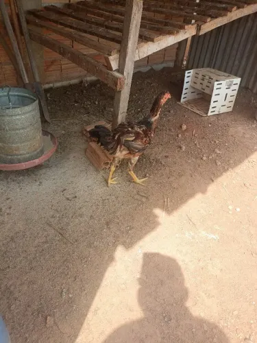 Frango de índio gigante com galinha caipira.