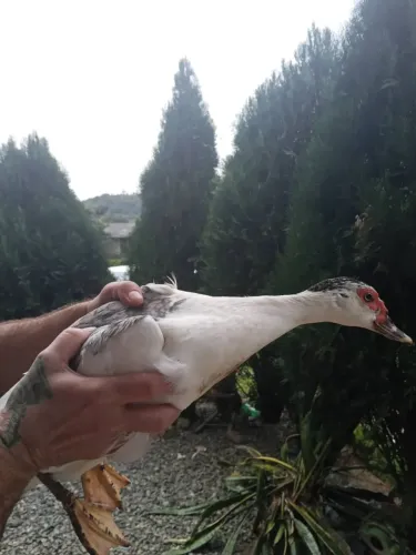Pata