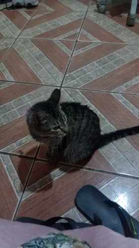 Doação de gato