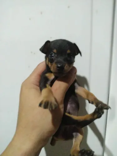 Pinscher 0