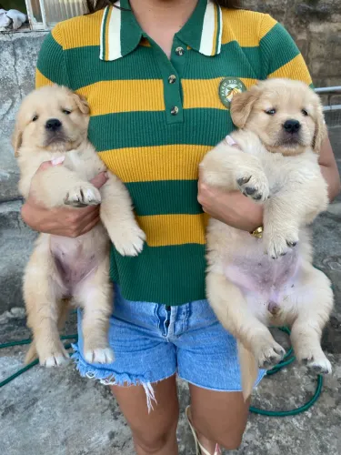 Filhotes Golden retriver puro