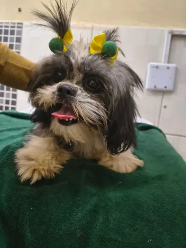 Fêmea da raça Shih-Tzu 