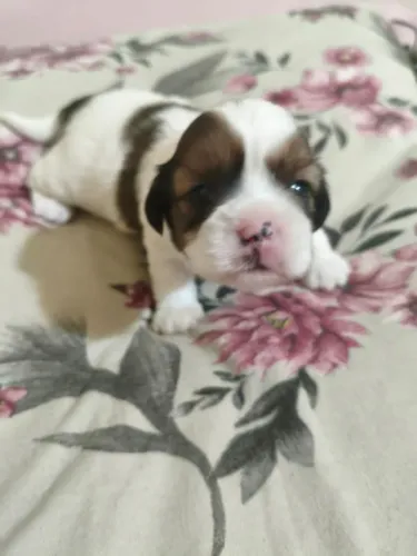 Filhotes de shih tzu machos