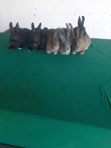Lindos coelhos disponíveis 5 fêmeas e 3 machos