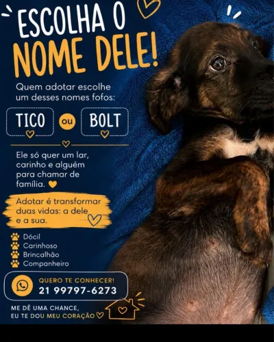 Adoção responsável filhote!