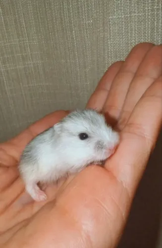 Hamster Anão russo Branco 