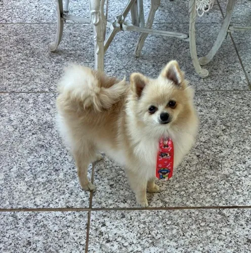 Cachorrinho lulu