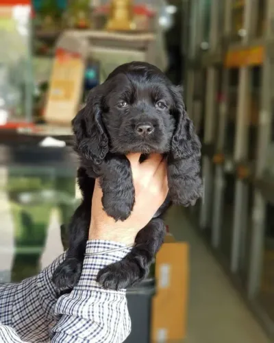 Cocker Spaniel "Orelhas grandes, amor maior ainda."
