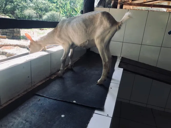 Cabras Leiteiras