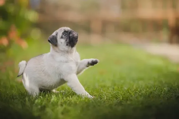 Pug Filhote Com Um Jeito Especial Que Vai Encantar Você