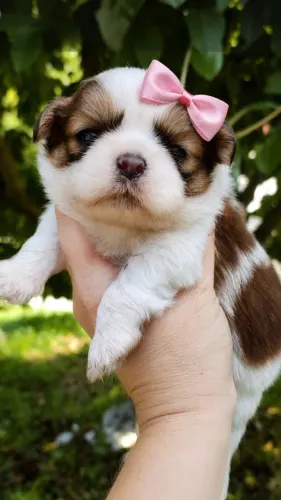 Shihtzu fêmea mini