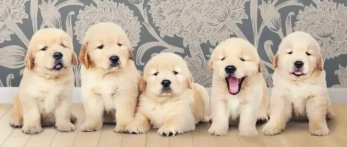 Golden retriever , o coração cheio de amor