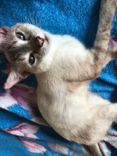 Gatinho para adoção