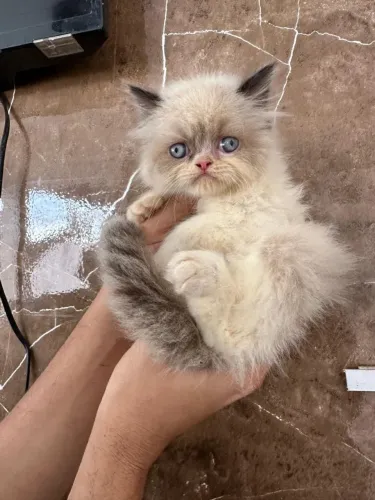 Vendo Lindo Filhote de Gato Persa Himalaio