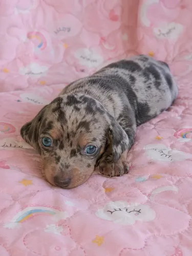 Dachshund kaninchen Salsichinha