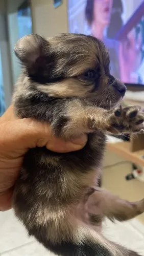 Chihuahua macho pelo longo