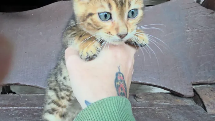 Gato bengal filhote doação LEIA!!