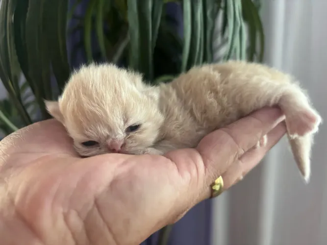 Filhotes de gato persa 