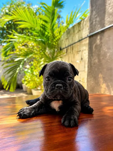 Filhotes de Buldogue Francês disponíveis para lares responsáveis!