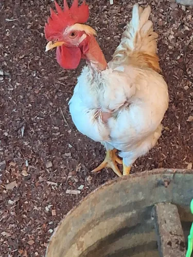 Frangos 