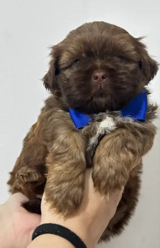 Filhotes Shih tzu com olhos Verdes