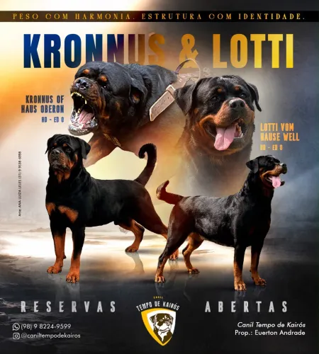 Rottwieller Puro Pedigree (RESERVE SEU FILHOTE)