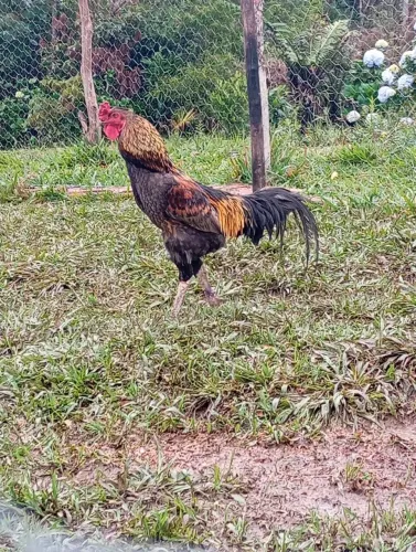 Galo caipira