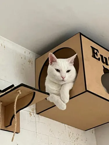Brinquedo gatos!!!