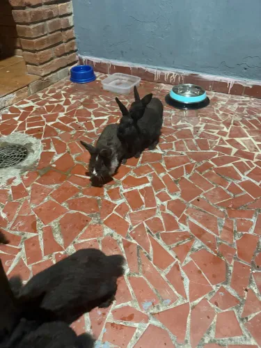 Doação coelhos 