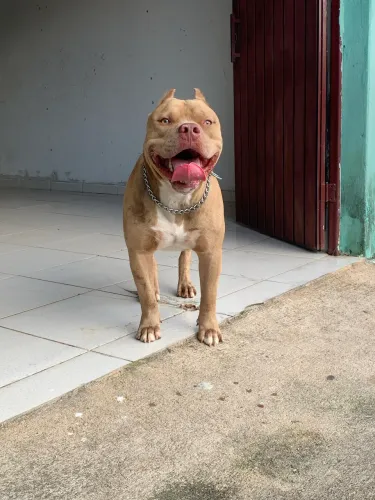 Cachorro pitmonster 