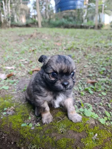 Fêmea de chihuahua pelo longo