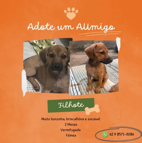 Filhote cachorro femea