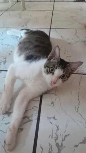 Gatinhos para Adoção
