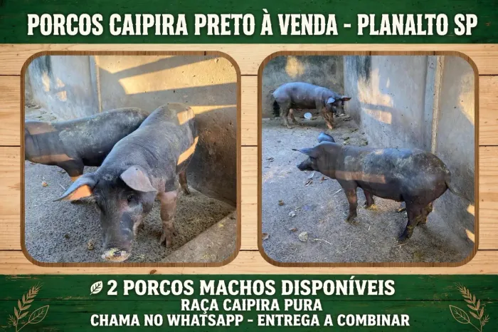 Porcos a venda